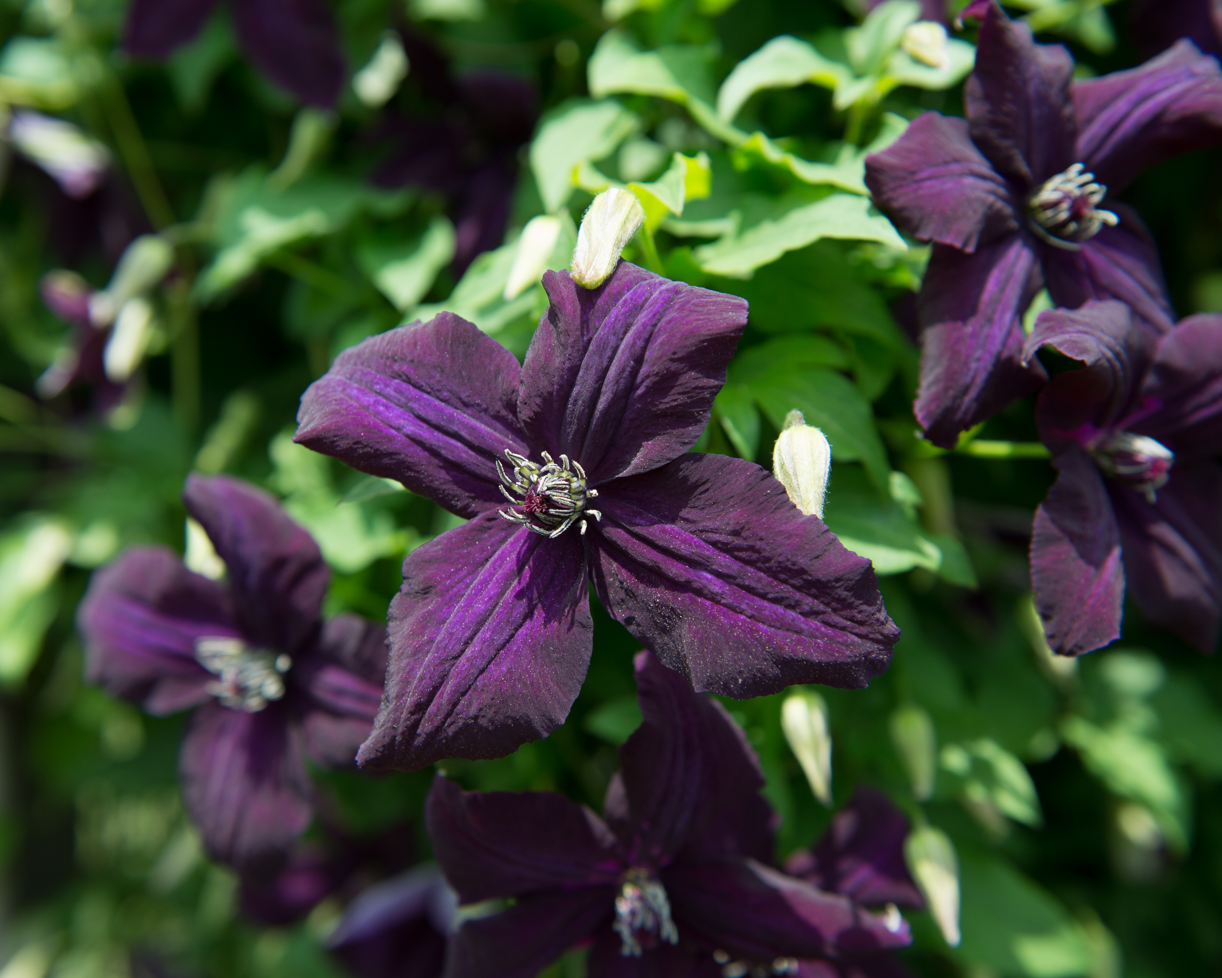 Clematis viticella 'Dark Eyes'